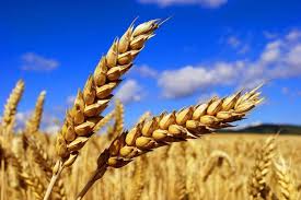 خرید تضمینی گندم در جنوب استان فارس از مرز ۳۴ هزار تن گذشت