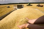 بازدید از مراکز خرید گندم در قیروکارزین